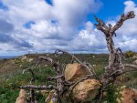 Skurriles Wurzelwerk am Wegrand - Gozo